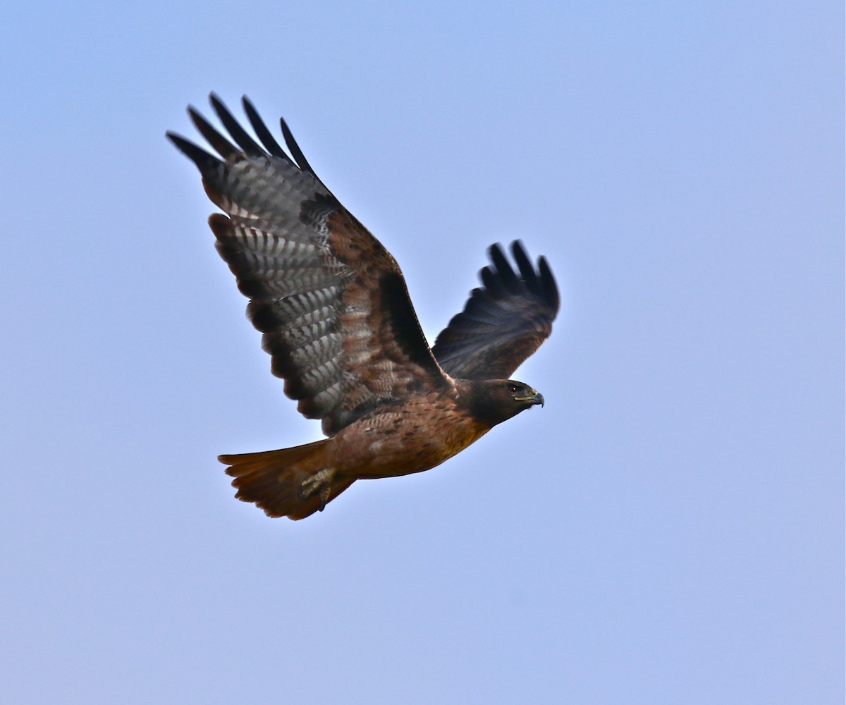Red-tailed Hawk - ML273591941