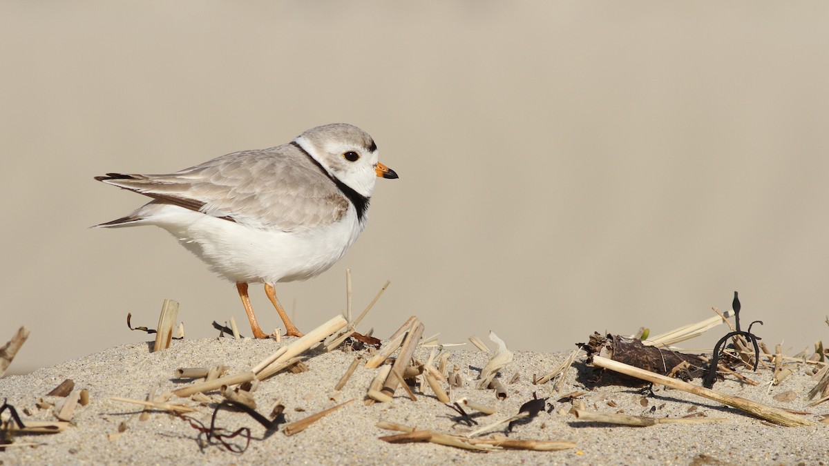 Piping Plover - ML27359321
