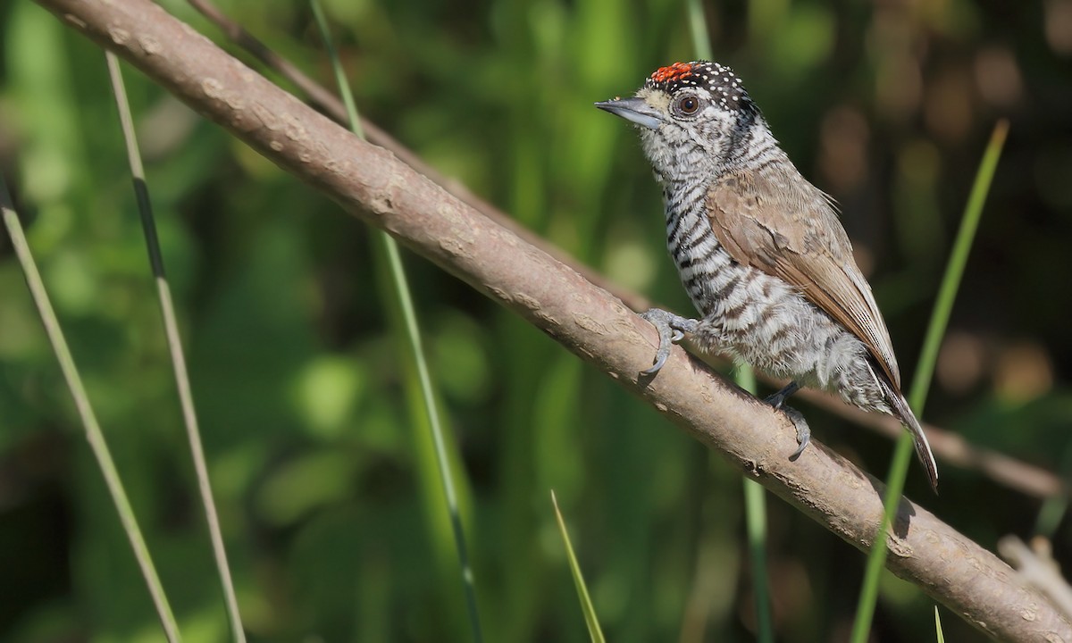 White-barred Piculet - ML273596861