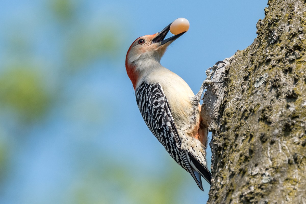 Red-bellied Woodpecker - Peter Bartlett