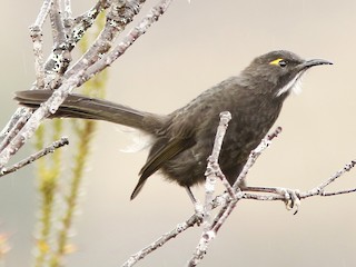  - Short-bearded Honeyeater