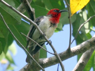  - Crimson-hooded Myzomela