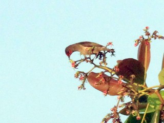 molučki medojed - eBird