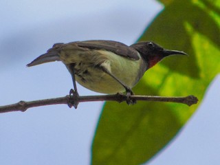  - Black-breasted Myzomela