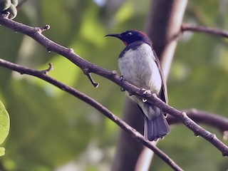  - Black-breasted Myzomela