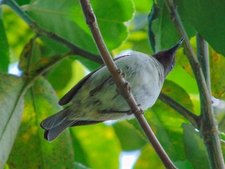  - Black-breasted Myzomela