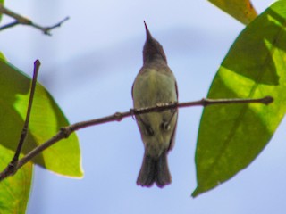  - Black-breasted Myzomela