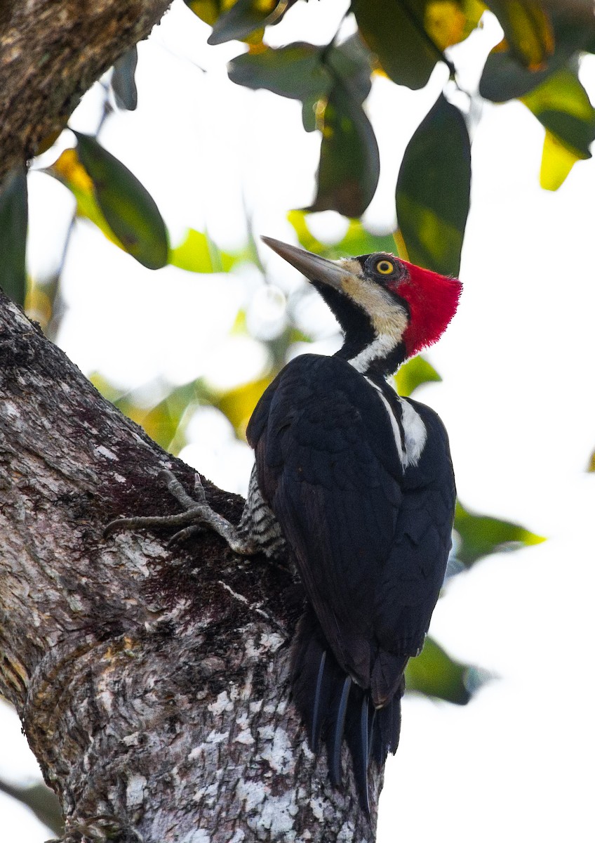 Crimson-crested Woodpecker - Chuck Heikkinen