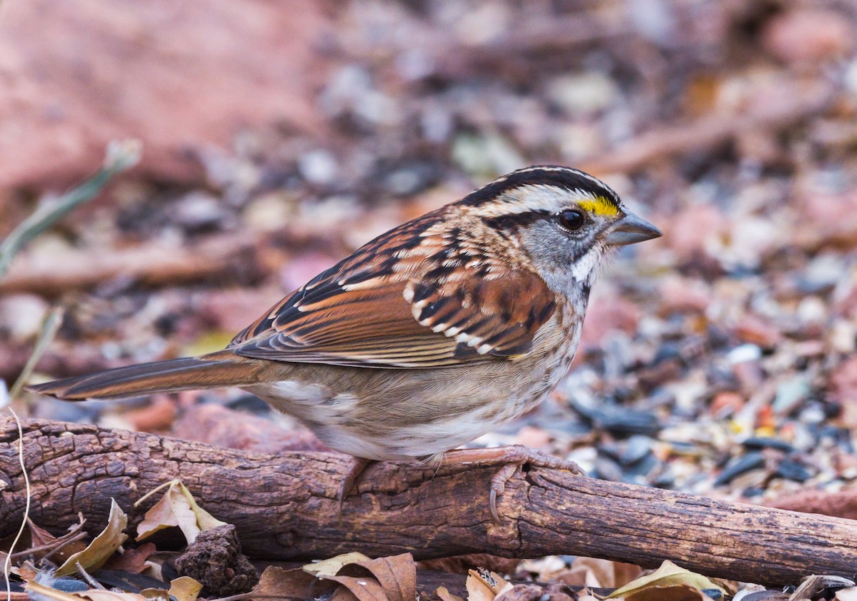 White-throated Sparrow - ML273606151