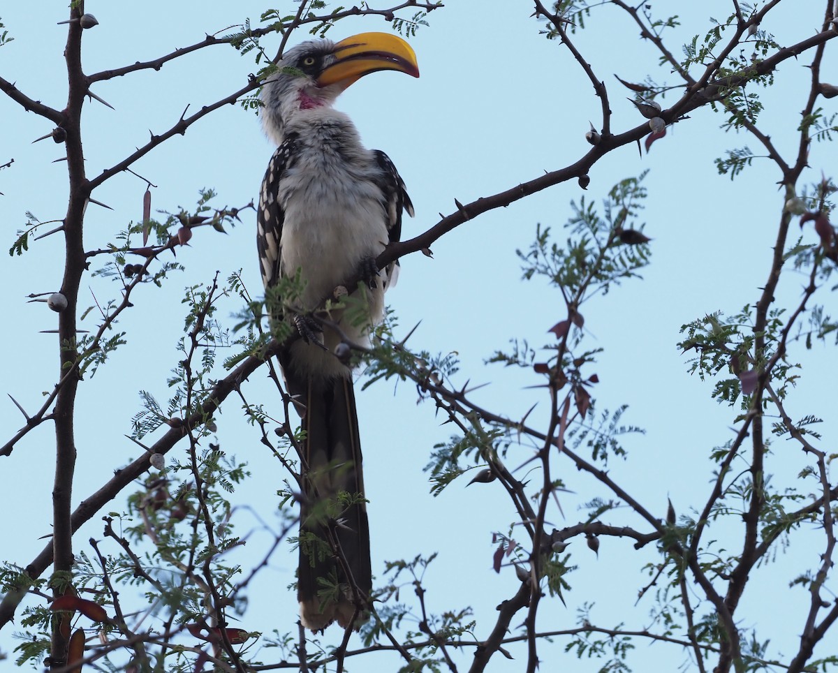Eastern Yellow-billed Hornbill - Stephan Lorenz