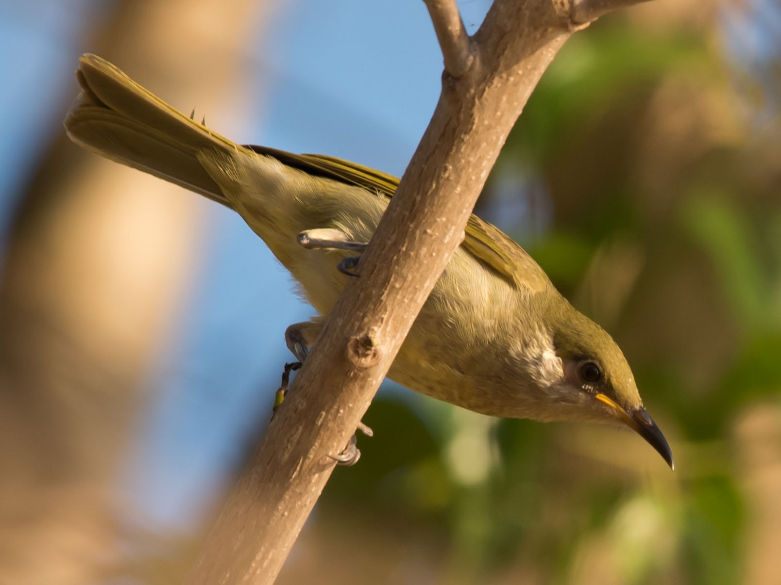 Olive Honeyeater - Lucas DeCicco