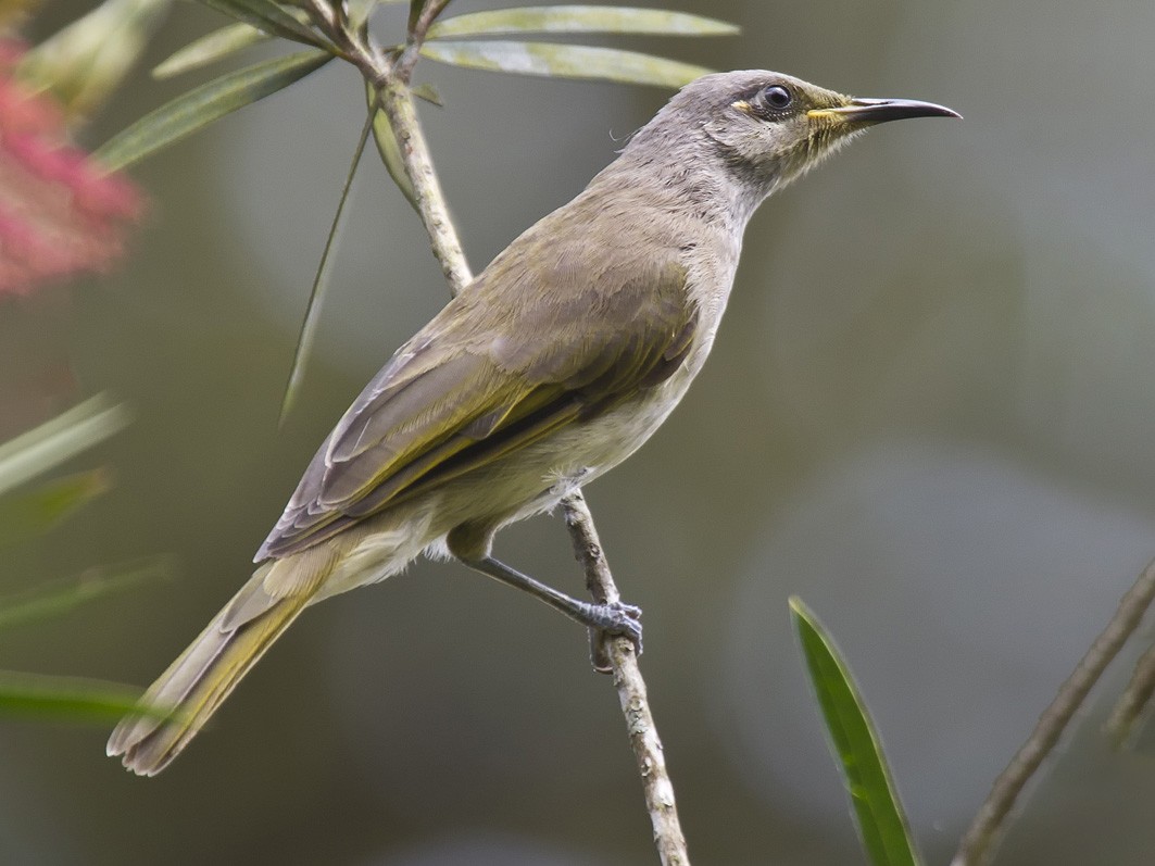 Brown Honeyeater - Mat Gilfedder