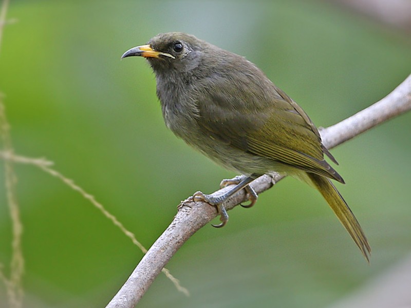 Buru Honeyeater - eBird