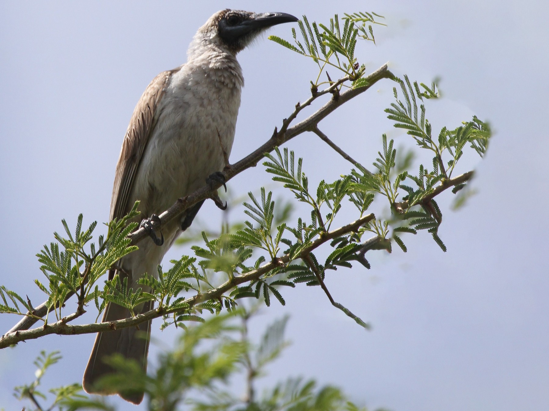 Grey Friarbird - eBird