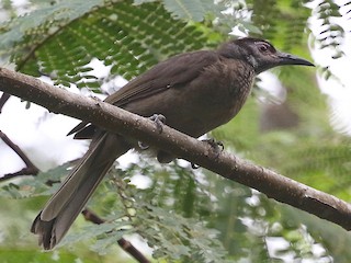  - Morotai Friarbird