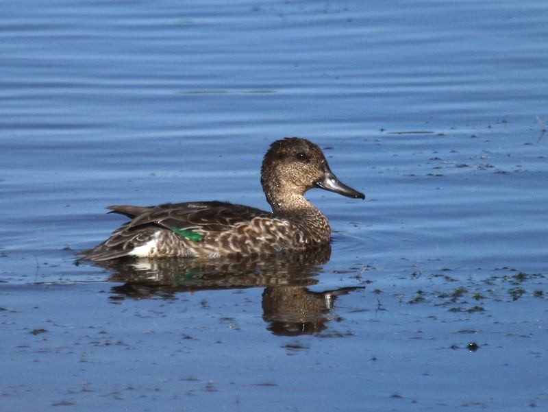 Green-winged Teal - ML273612671