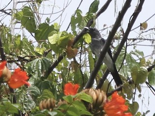 雌鳥 - Juan martinez - ML273613901