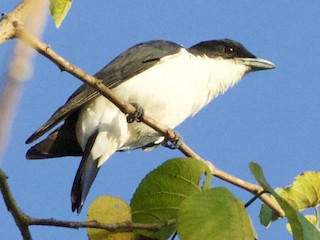  - Pied Cuckooshrike