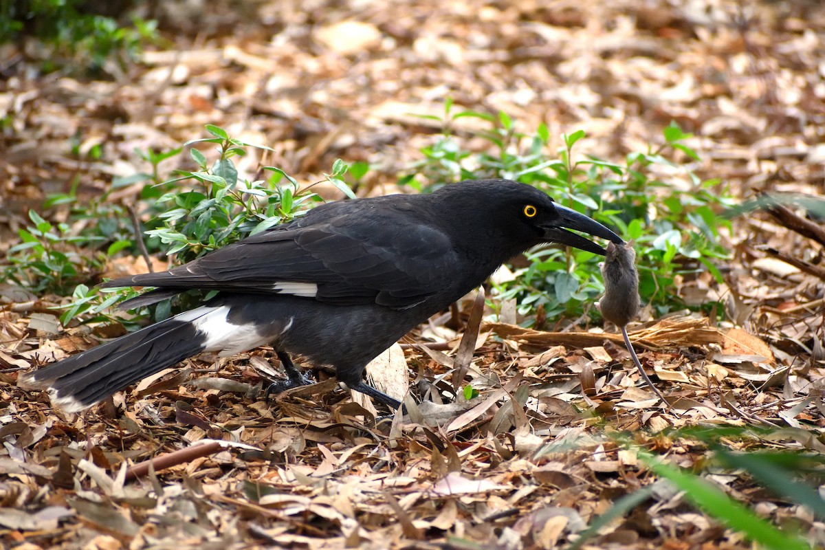 Pied Currawong - ML273614021