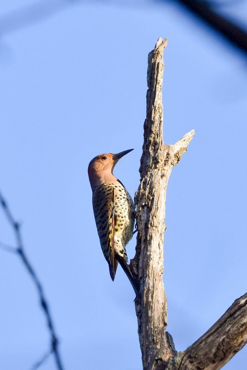 Northern Flicker - Rebekah Holtsclaw
