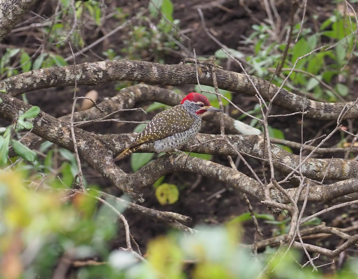 Nubian Woodpecker - Stephan Lorenz
