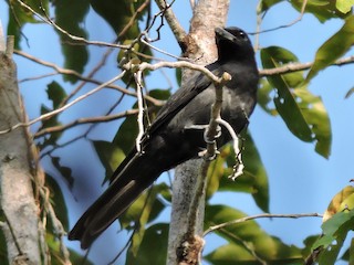  - Slaty Cuckooshrike