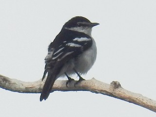  - White-browed Triller