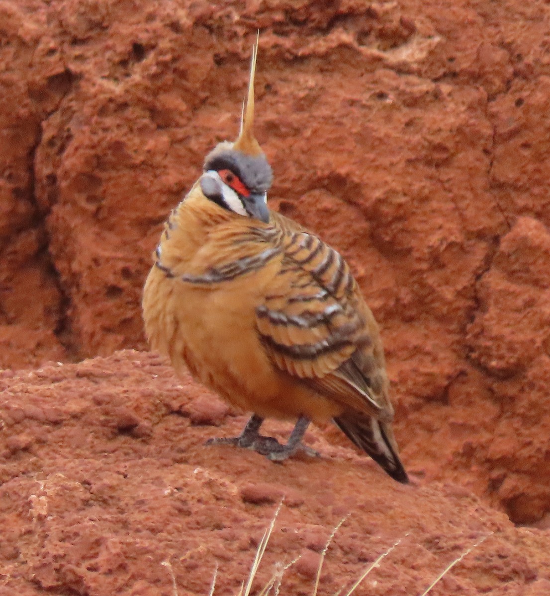 Spinifex Pigeon - ML273616751