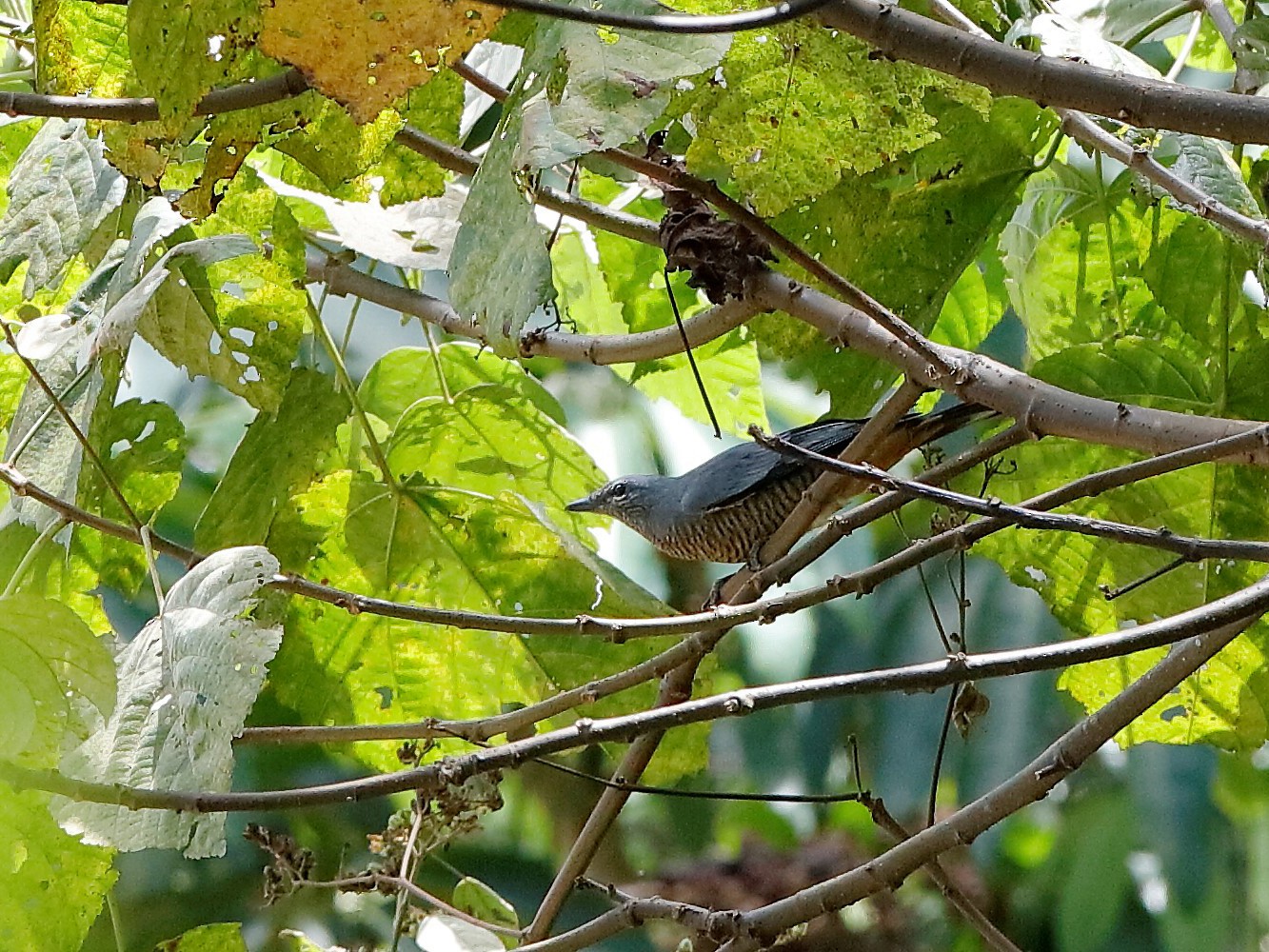 Sulawesi Cicadabird - Holger Teichmann