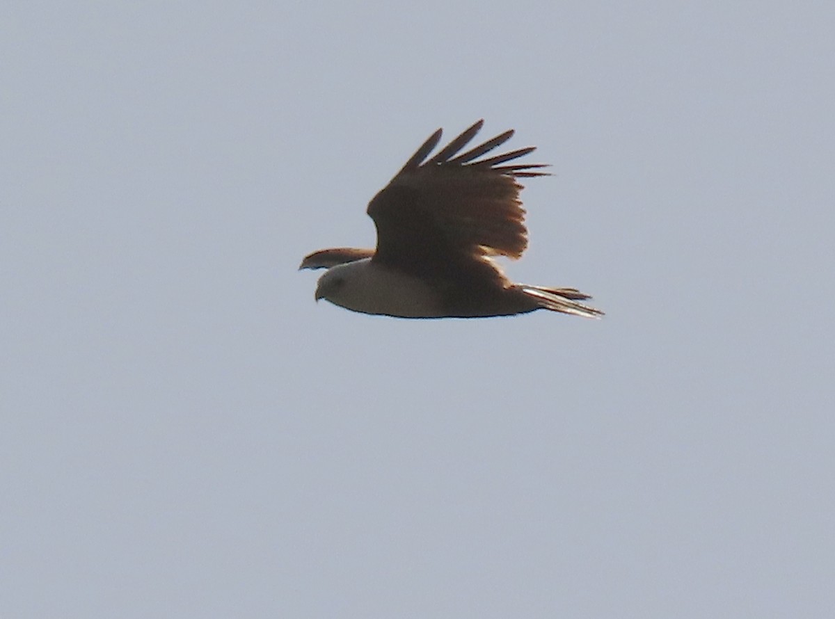 Brahminy Kite - Peter Taylor (ex Birding SW)