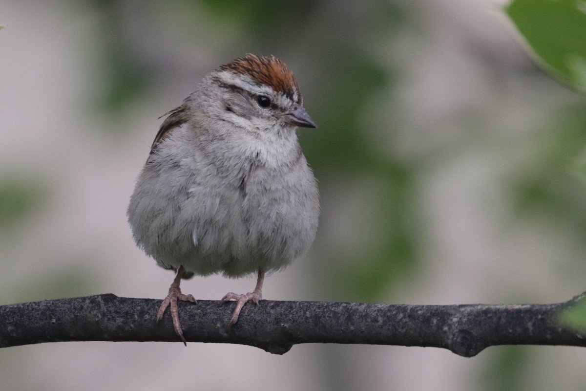 Chipping Sparrow - Cameron Eckert