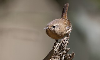  - Pacific Wren (pacificus Group)