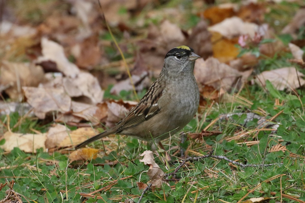 Golden-crowned Sparrow - ML273619821