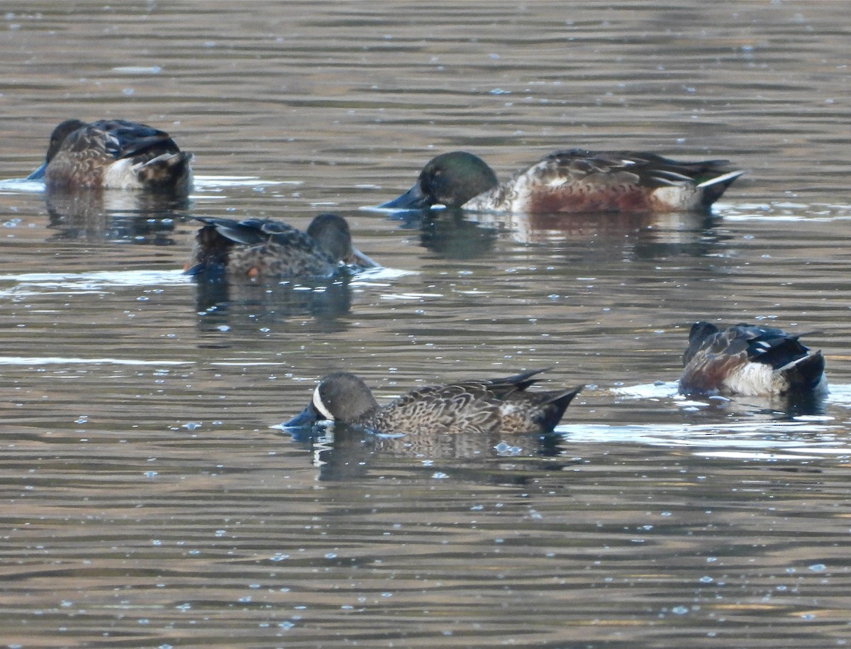 Blue-winged Teal - ML273623711