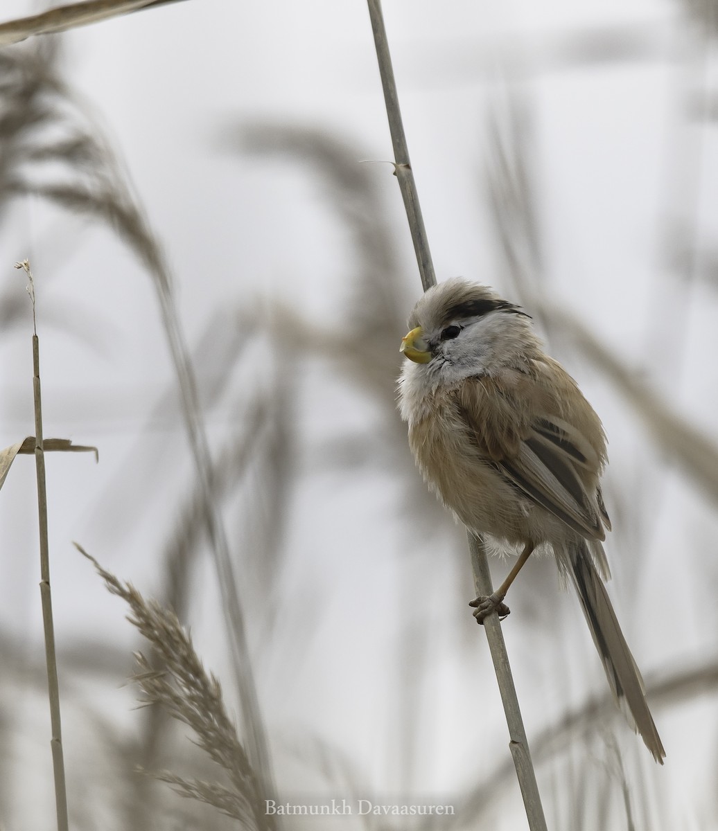 Reed Parrotbill (Northern) - ML273624391