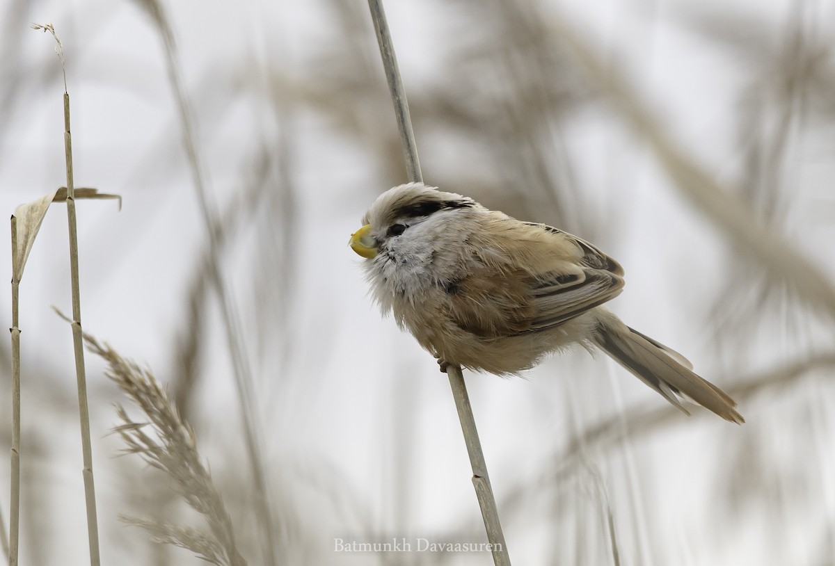 Reed Parrotbill (Northern) - ML273624481