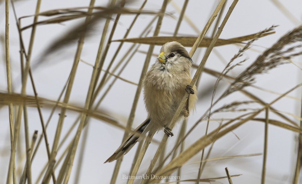 Reed Parrotbill (Northern) - ML273624571