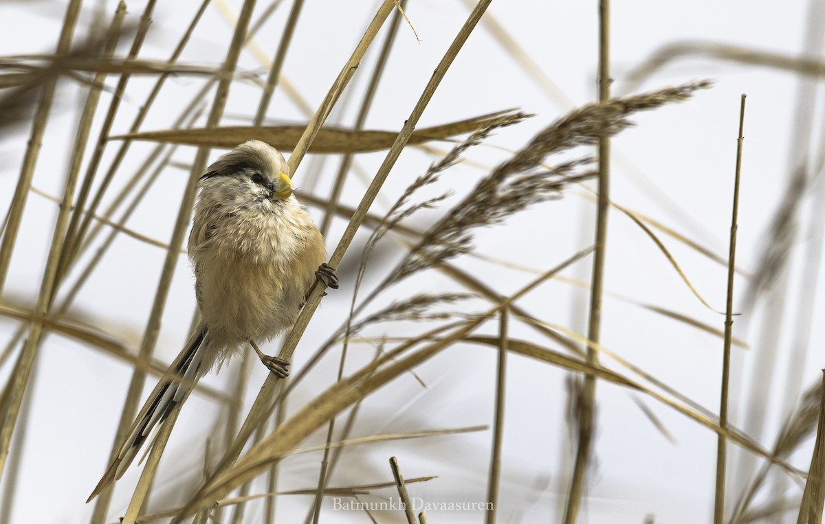 Reed Parrotbill (Northern) - ML273624601