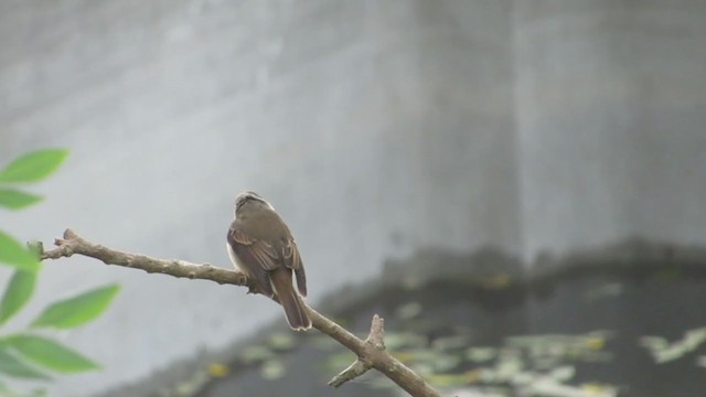 Brown-breasted Flycatcher - ML273626261