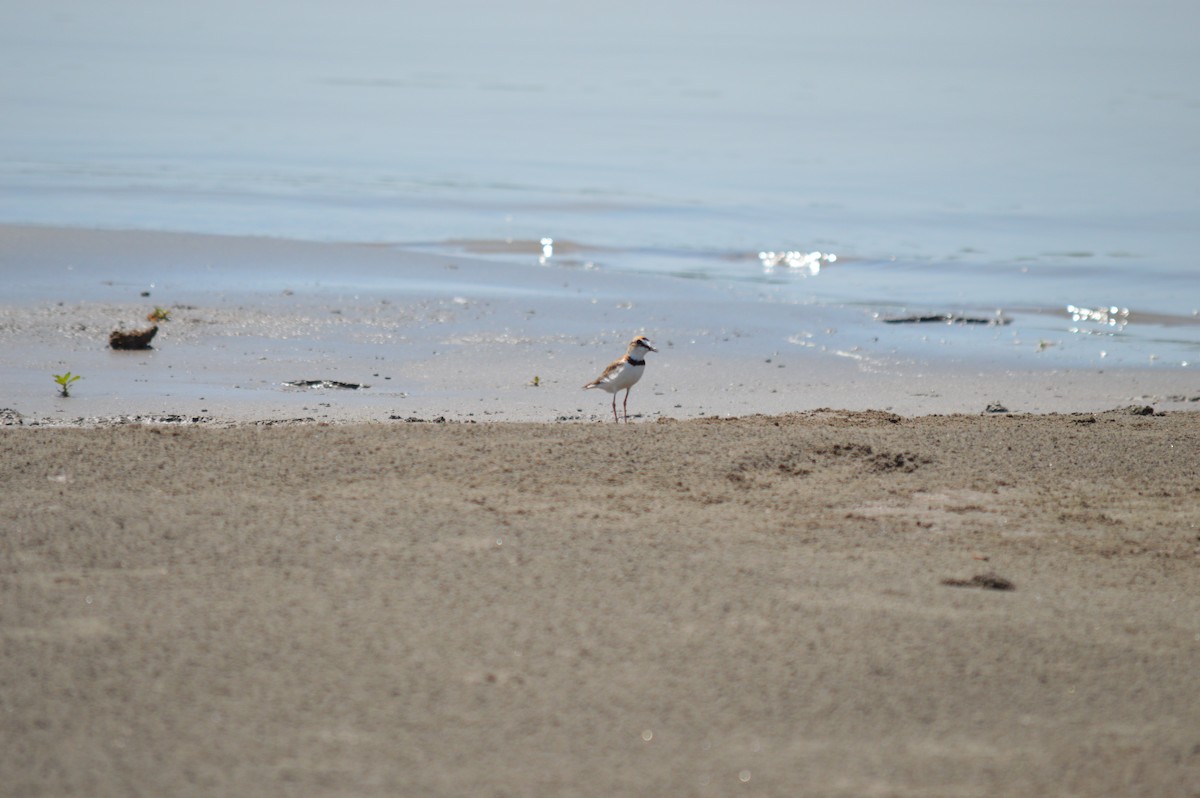 Collared Plover - ML273627361
