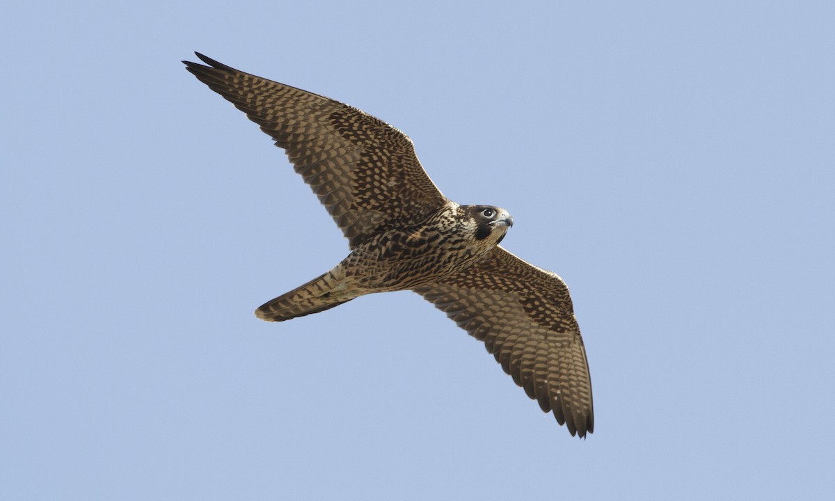 Peregrine Falcon (North American) - ML27362981