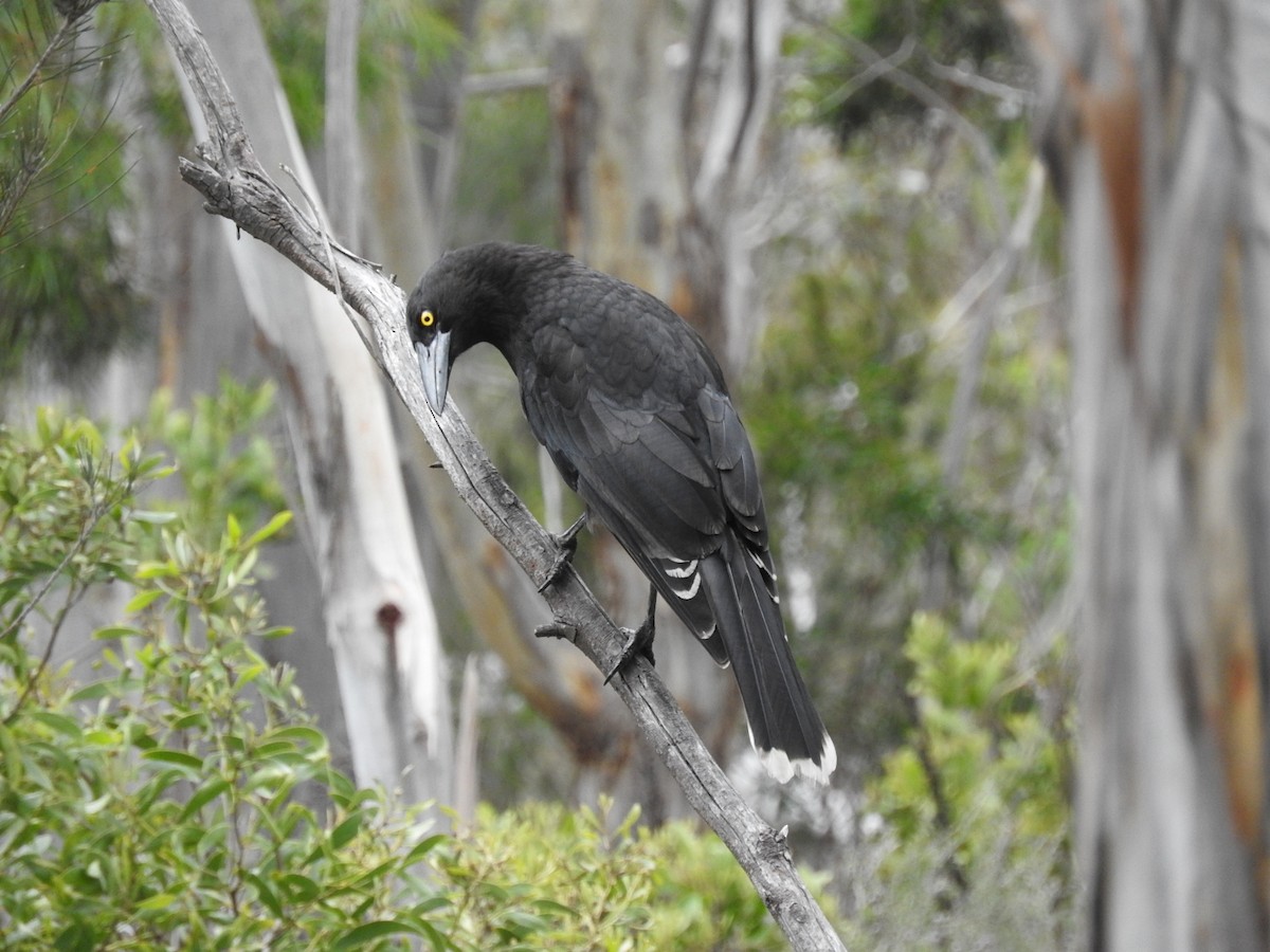 Gray Currawong - George Vaughan