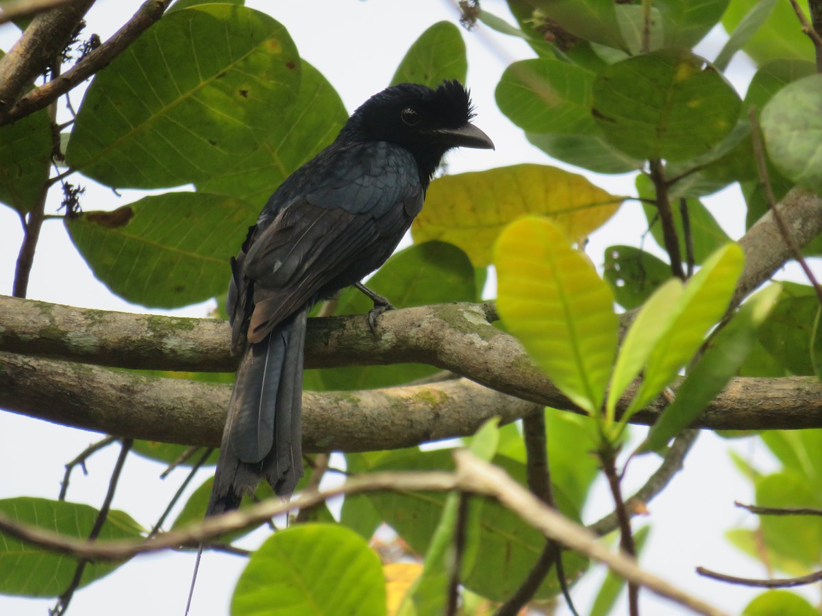 Greater Racket-tailed Drongo - ML273632681