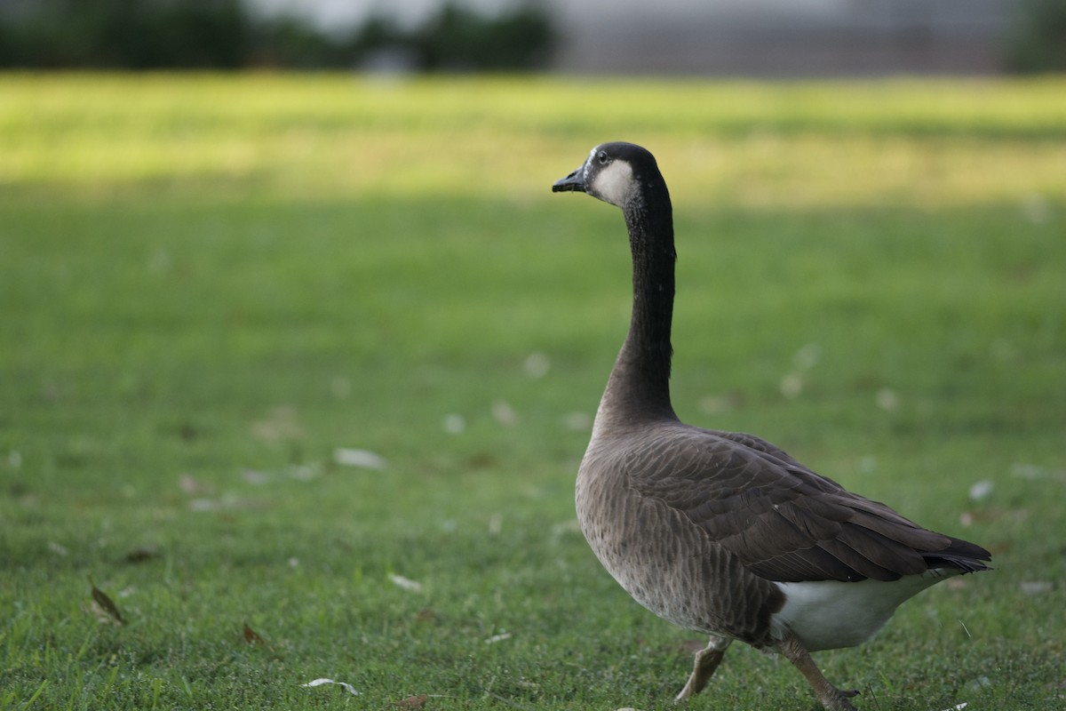 Swan Goose x Canada Goose (hybrid) - Andrew Howe