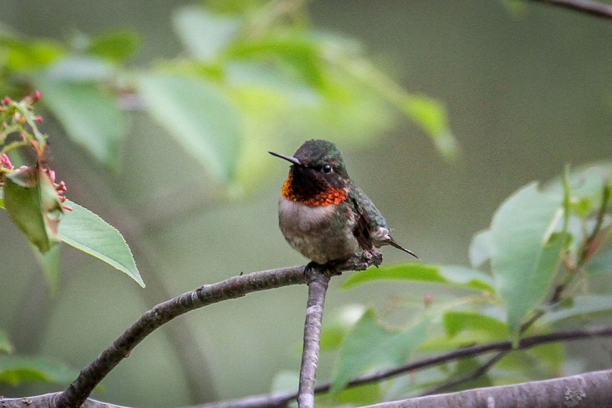 Ruby-throated Hummingbird - Denise Hargrove