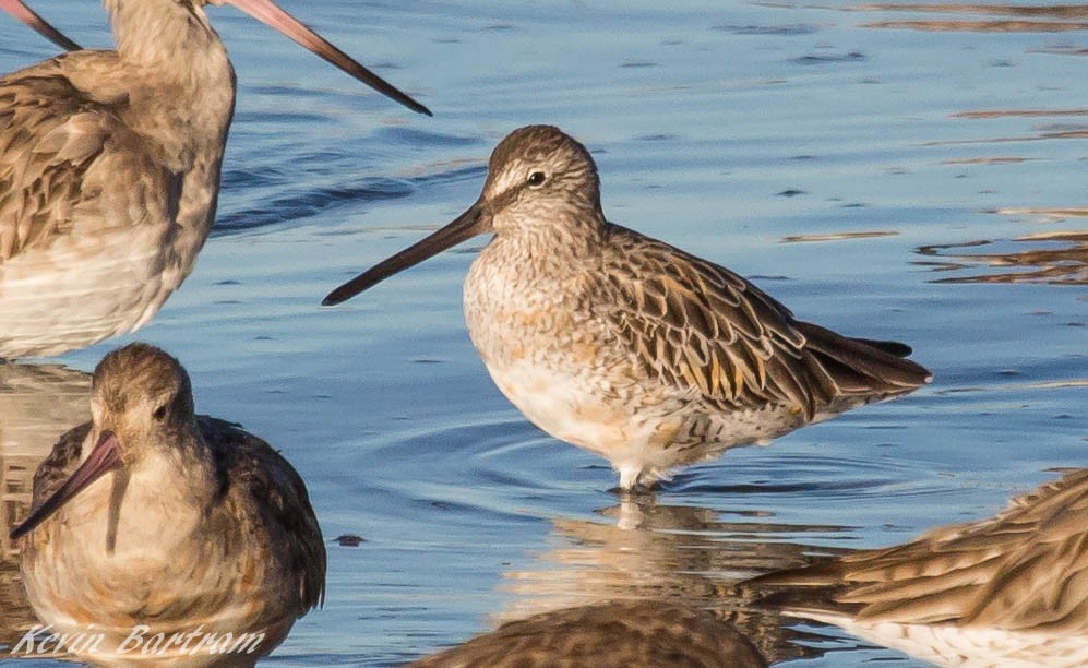 Asian Dowitcher - ML273640481