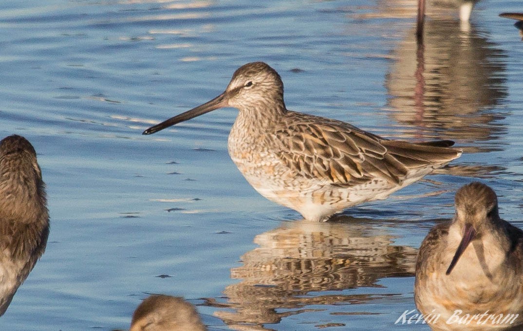 Asian Dowitcher - ML273640491