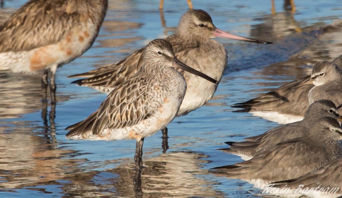 Asian Dowitcher - ML273640511