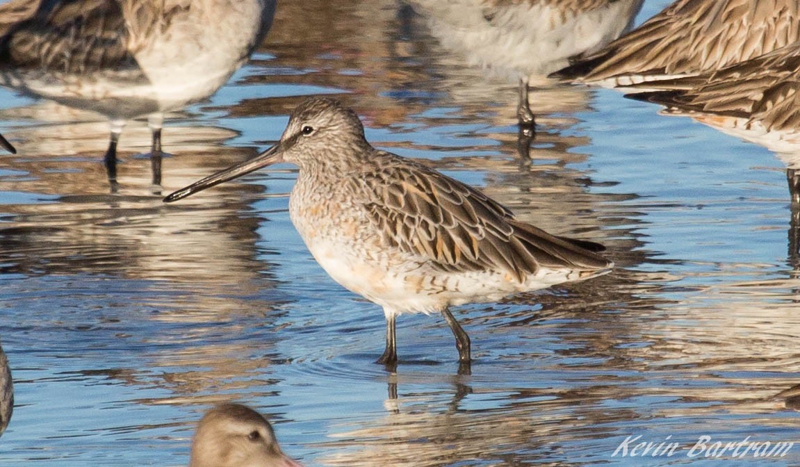 Asian Dowitcher - ML273640521