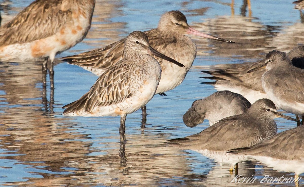Asian Dowitcher - ML273640531